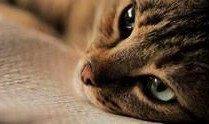 猫之城最新爆料视频大全,最新爆料视频大盘点